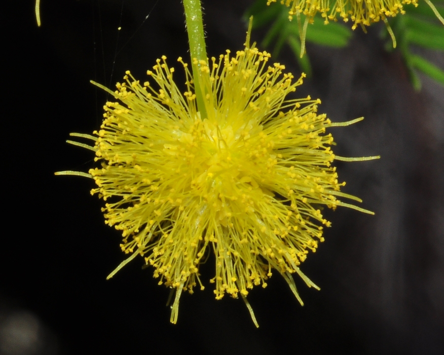 Fabaceae Acacia dealbata