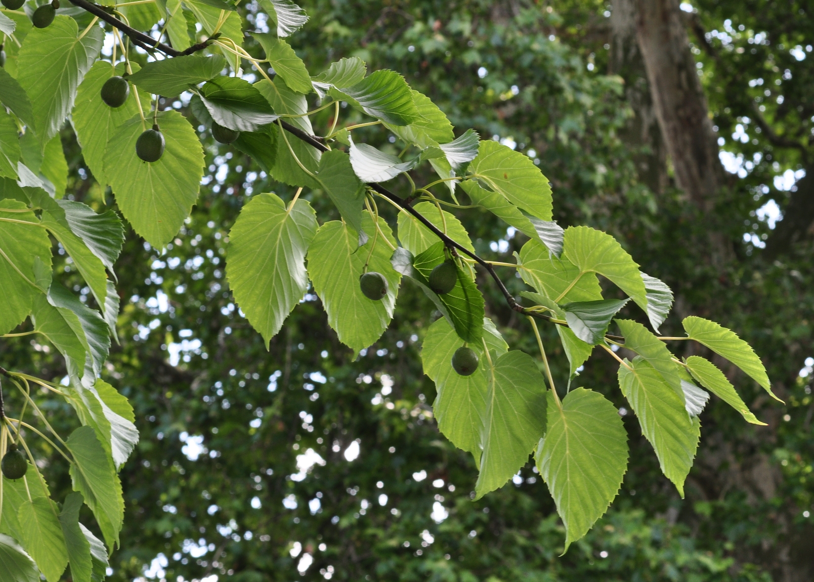 Cornaceae Davidia involucrata