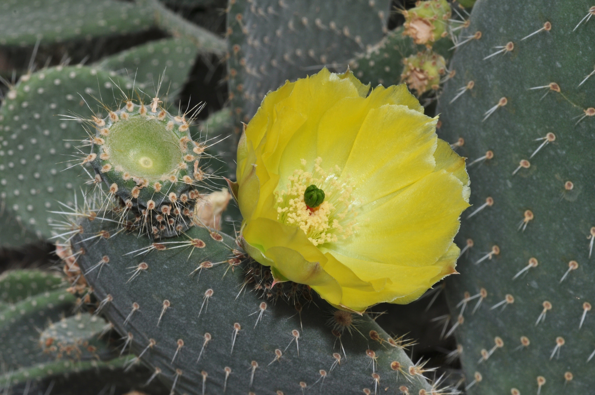 Cactaceae Opuntia 