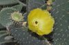 image of Opuntia 