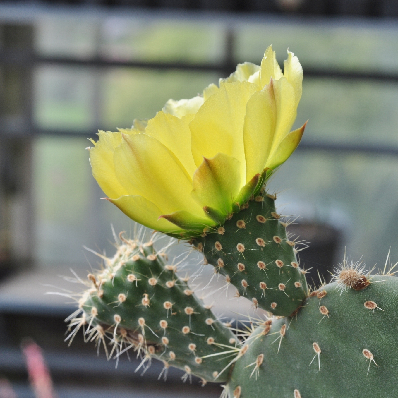 Cactaceae Opuntia 