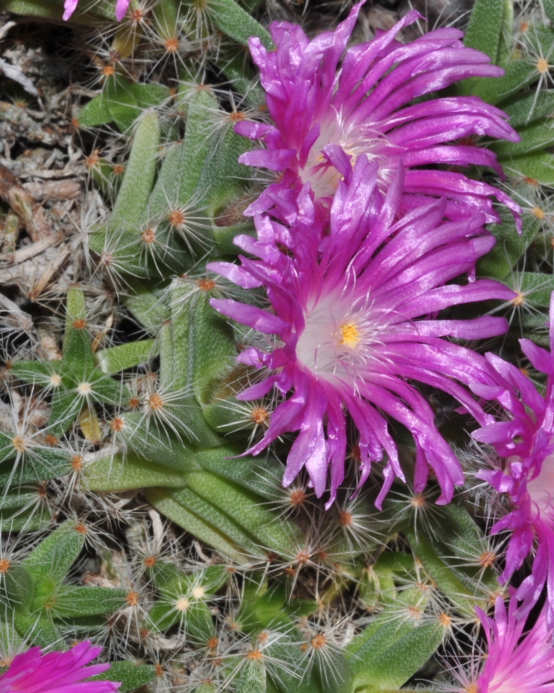 Aizoaceae Trichodiadema densa