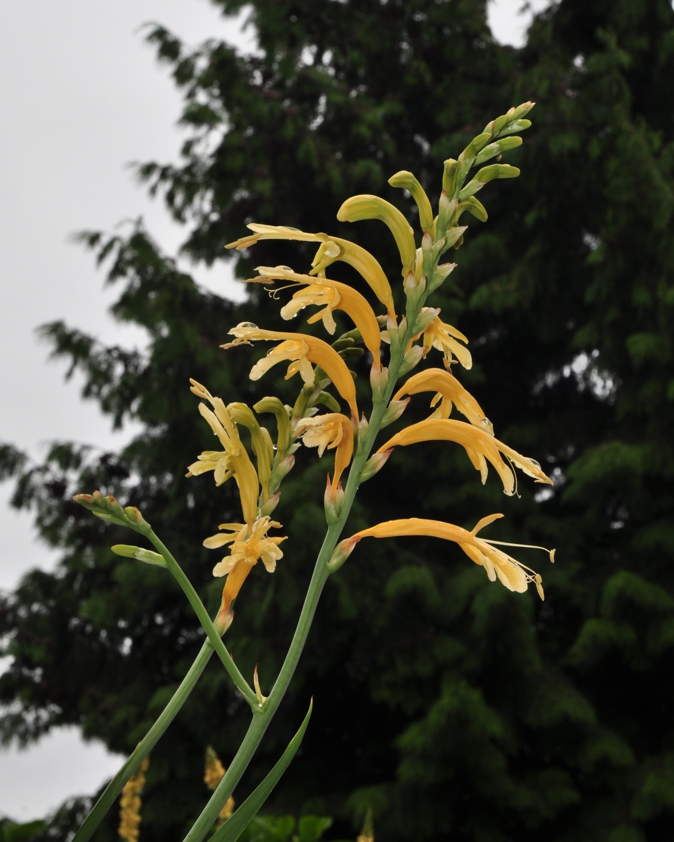 Iridaceae Chasmanthe floribunda