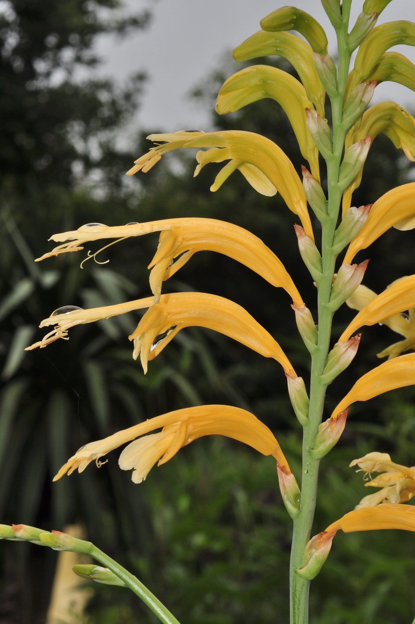 Iridaceae Chasmanthe floribunda