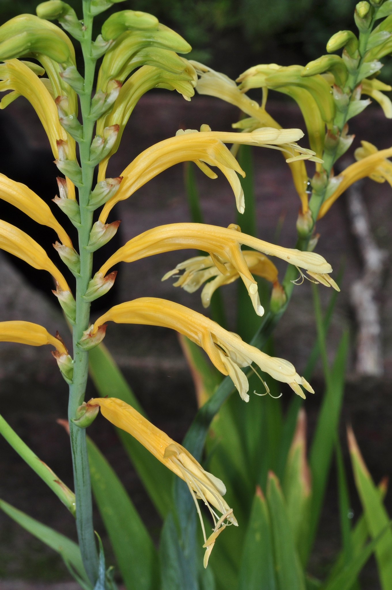 Iridaceae Chasmanthe floribunda