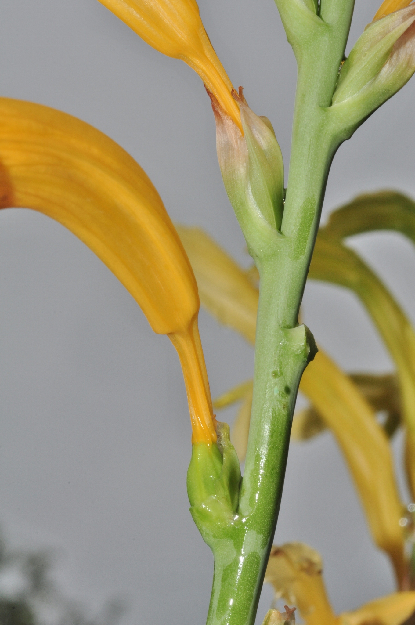 Iridaceae Chasmanthe floribunda