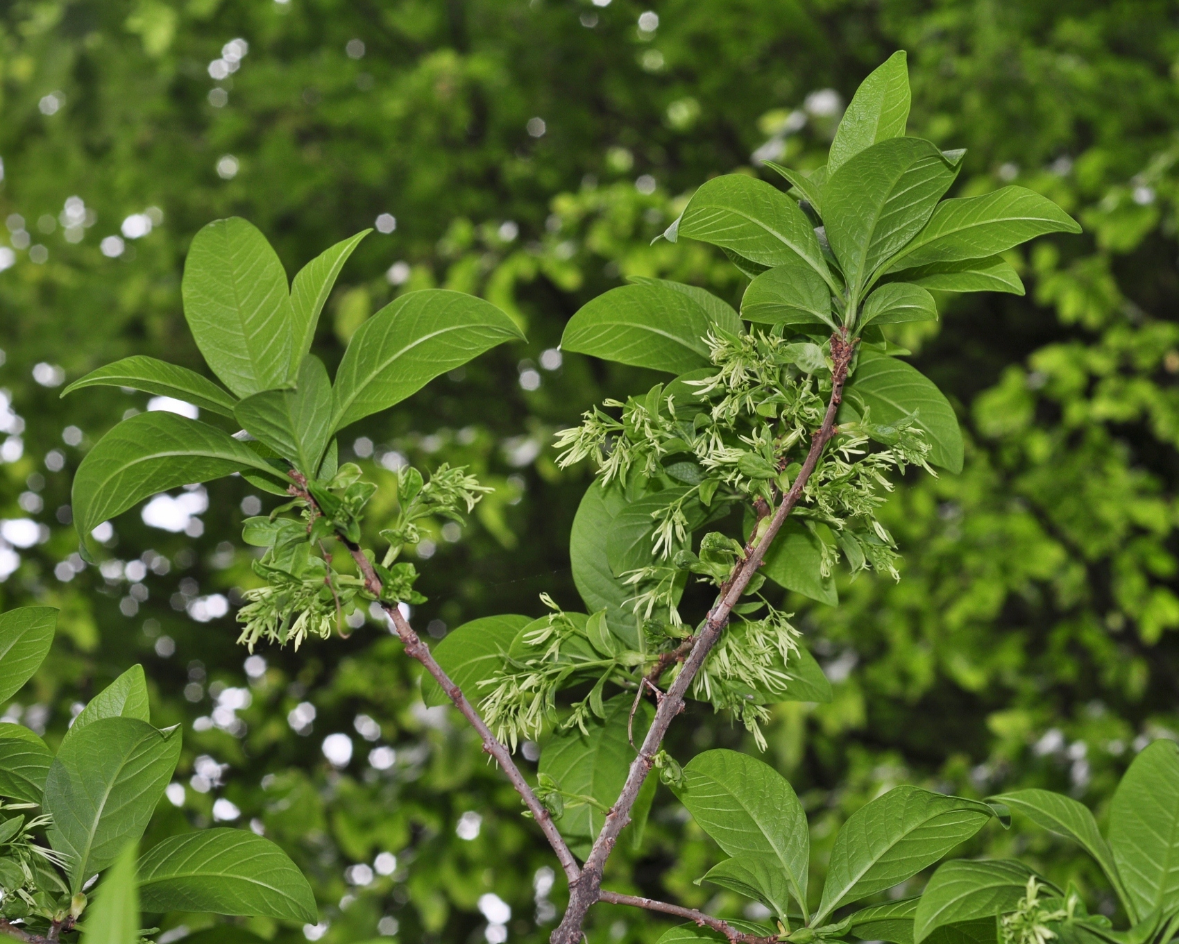 Oleaceae Chionanthus virginicus