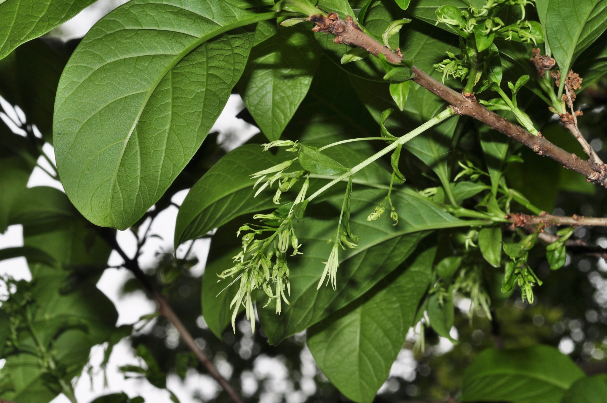 Oleaceae Chionanthus virginicus