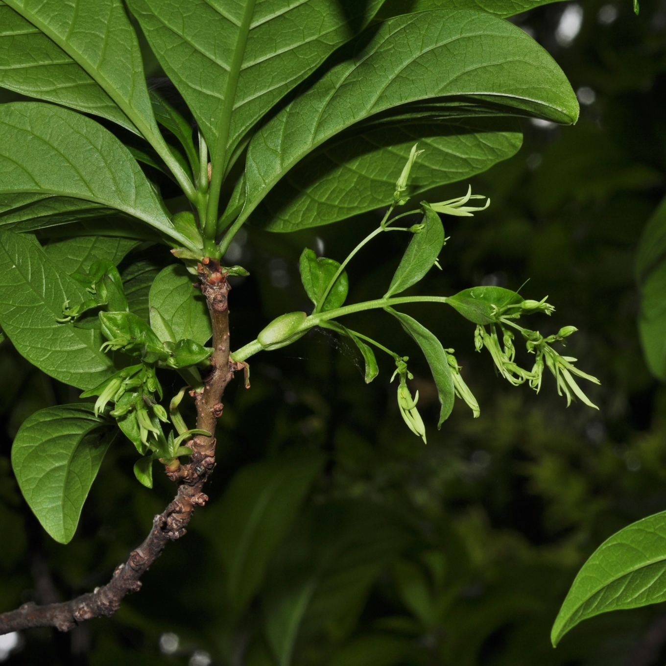 Oleaceae Chionanthus virginicus