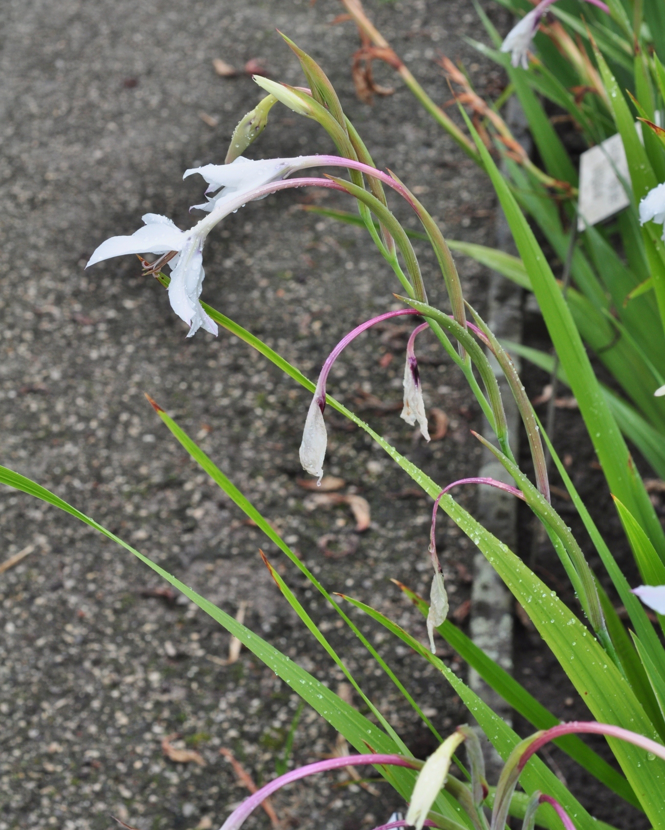 Iridaceae Ixia speciosa