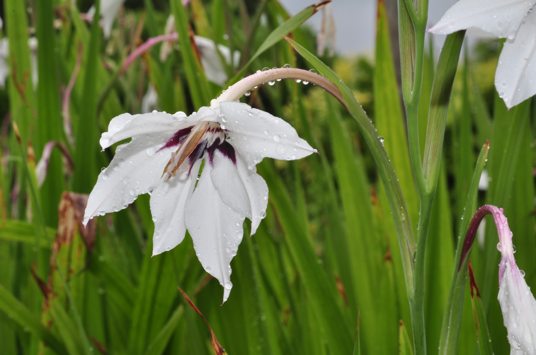 Iridaceae Ixia speciosa