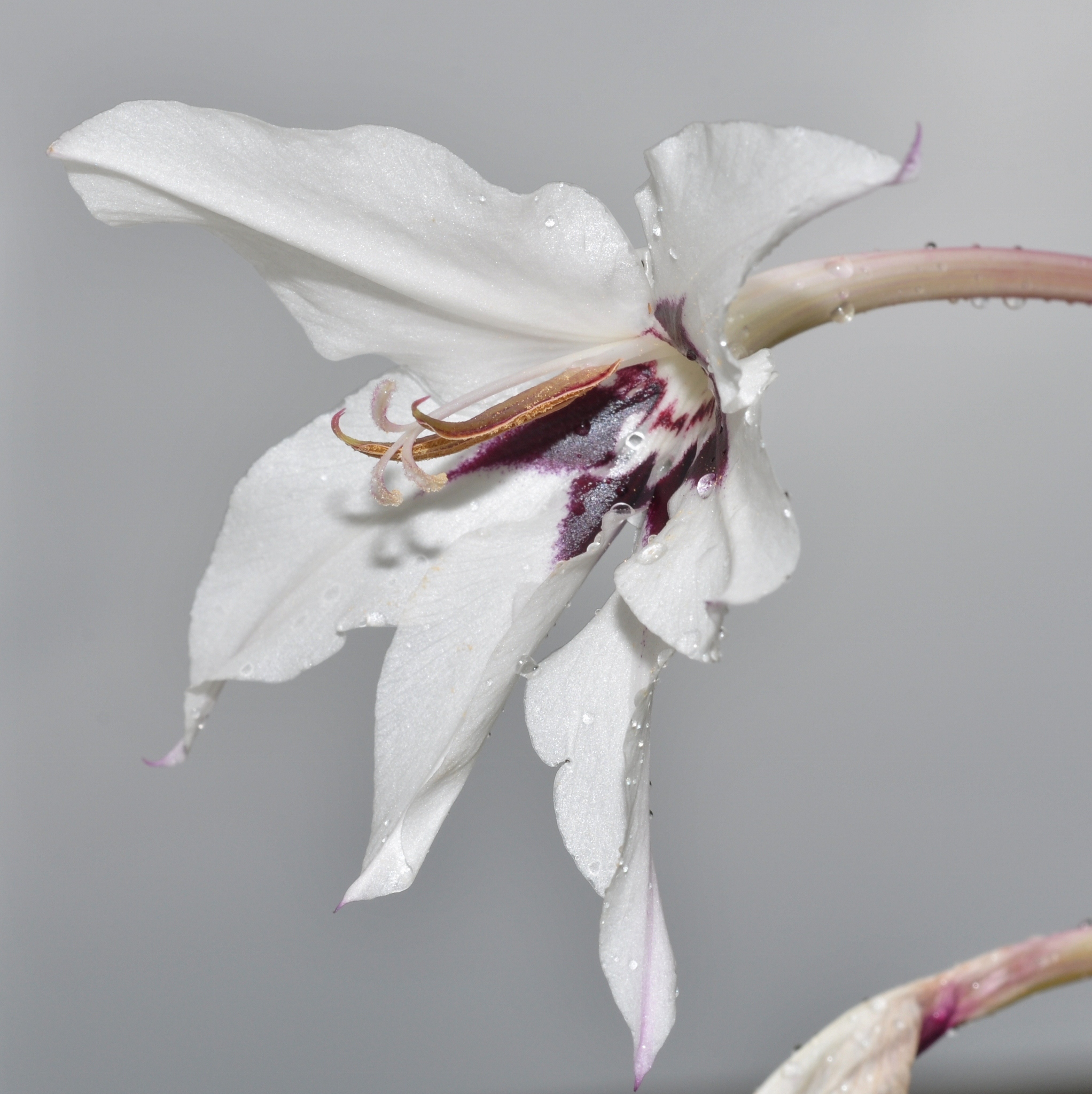 Iridaceae Ixia speciosa