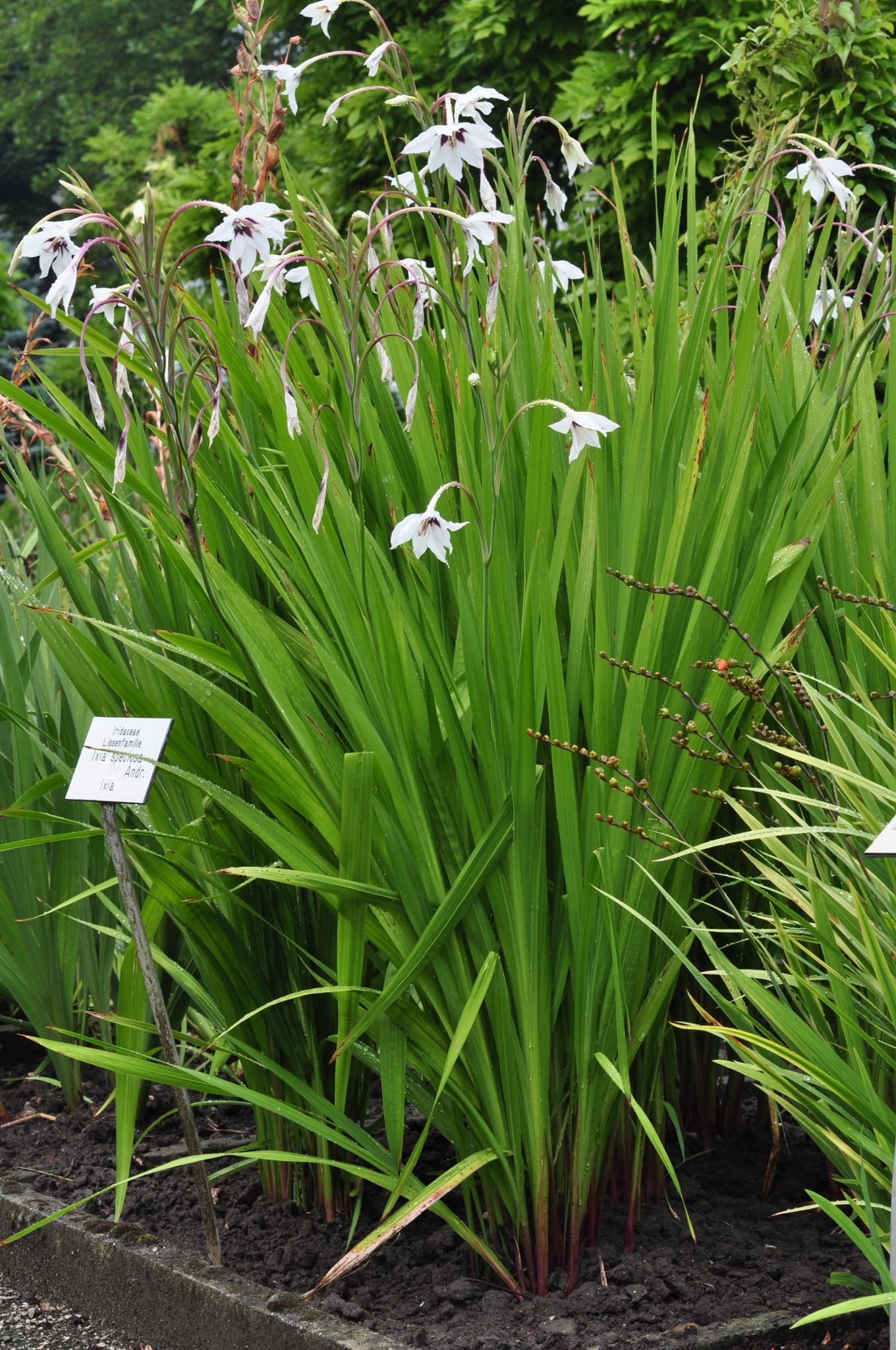 Iridaceae Ixia speciosa