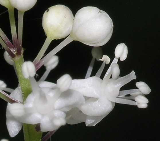 Asparagaceae Maianthemum bifolium