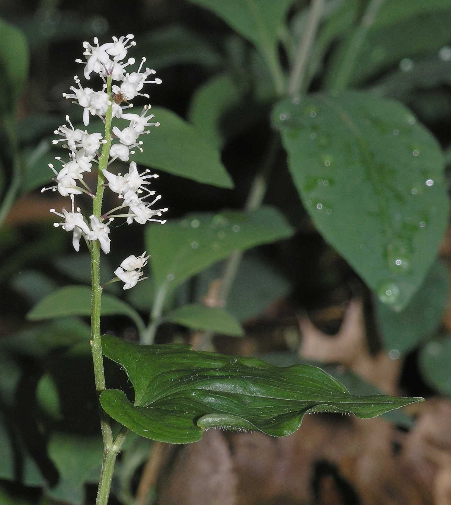 Asparagaceae Maianthemum bifolium