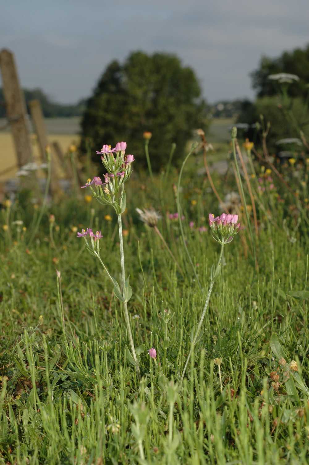 Gentianaceae Centaurium erythraea