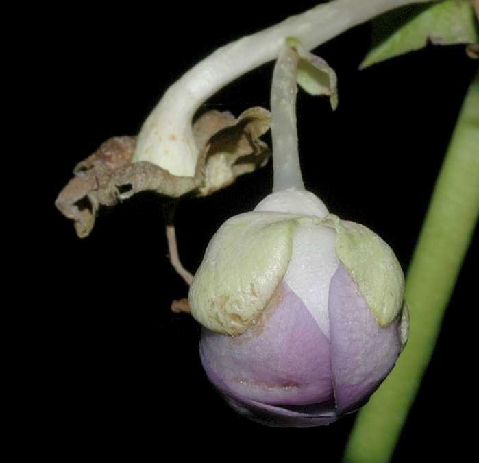 Hydrangeaceae Deinanthe caerulea