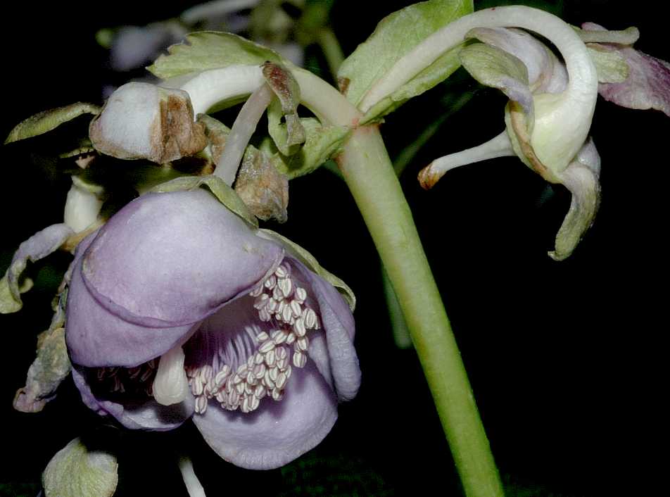 Hydrangeaceae Deinanthe caerulea