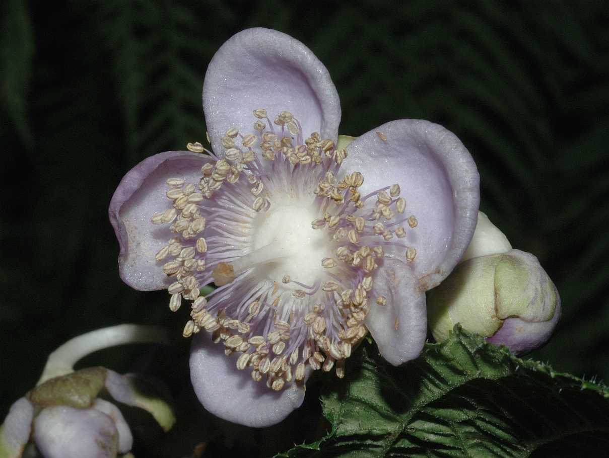 Hydrangeaceae Deinanthe caerulea