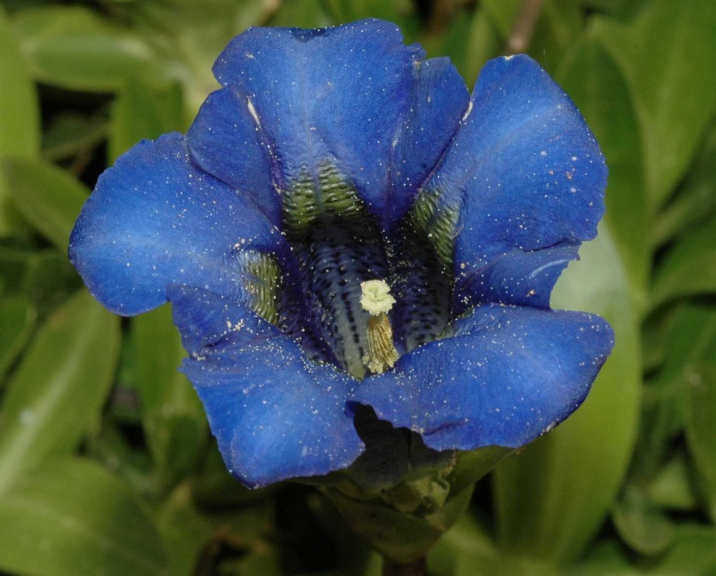 Gentianaceae Gentiana acaulis