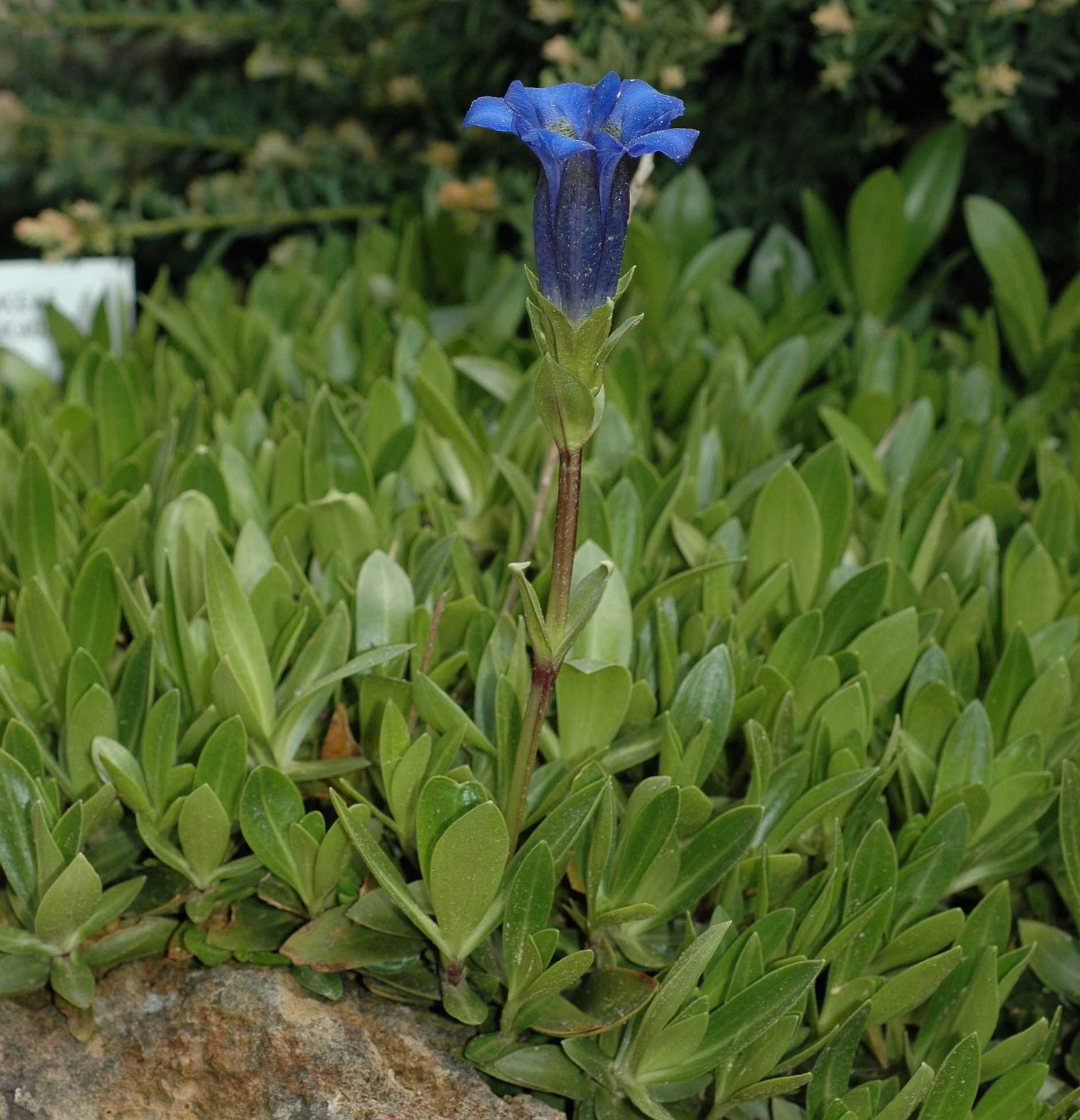 Gentianaceae Gentiana acaulis