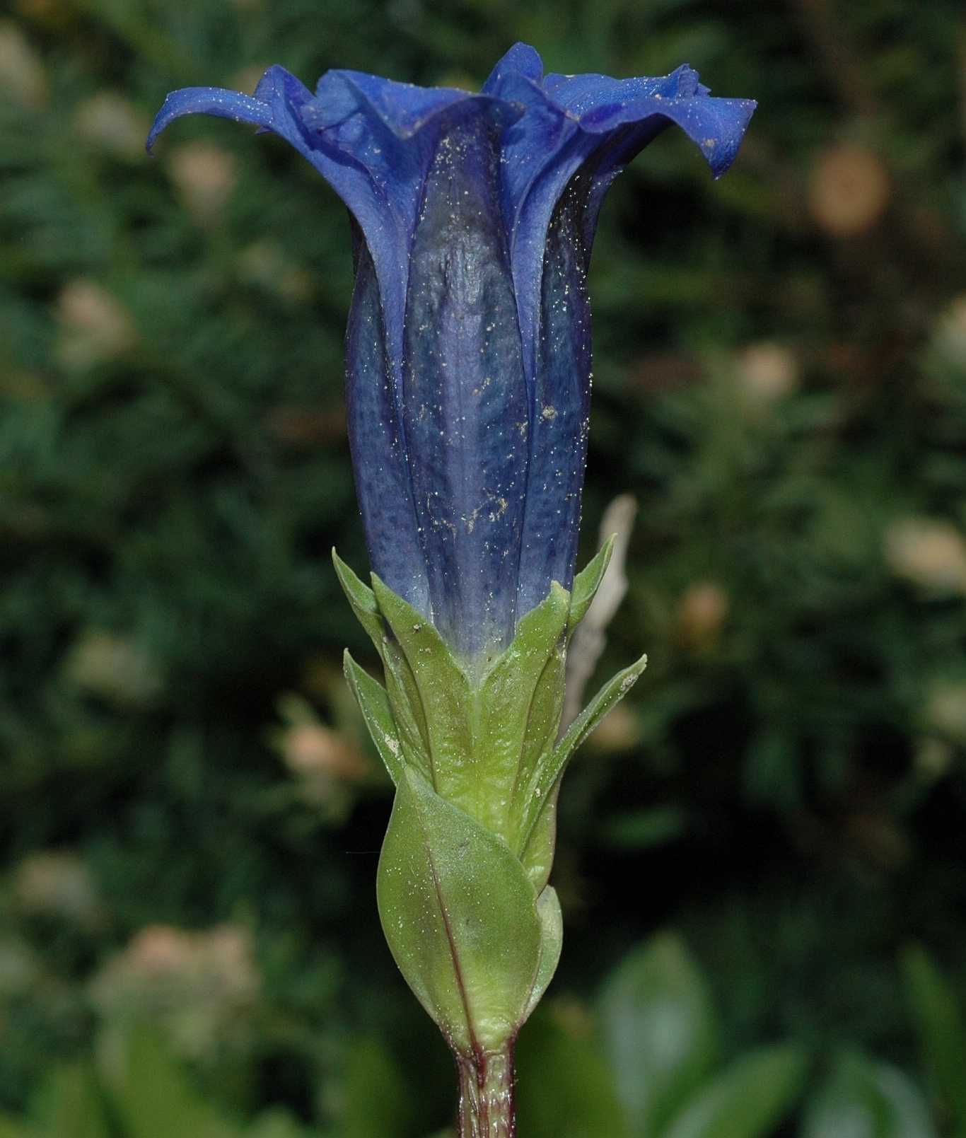 Gentianaceae Gentiana acaulis