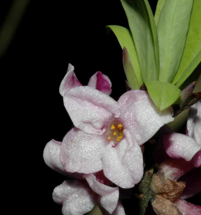 Thymelaeaceae Daphne mezereum