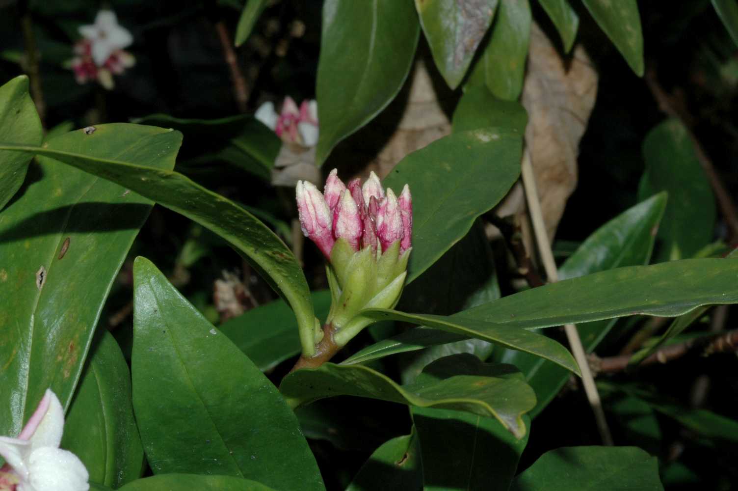 Thymelaeaceae Daphne odora