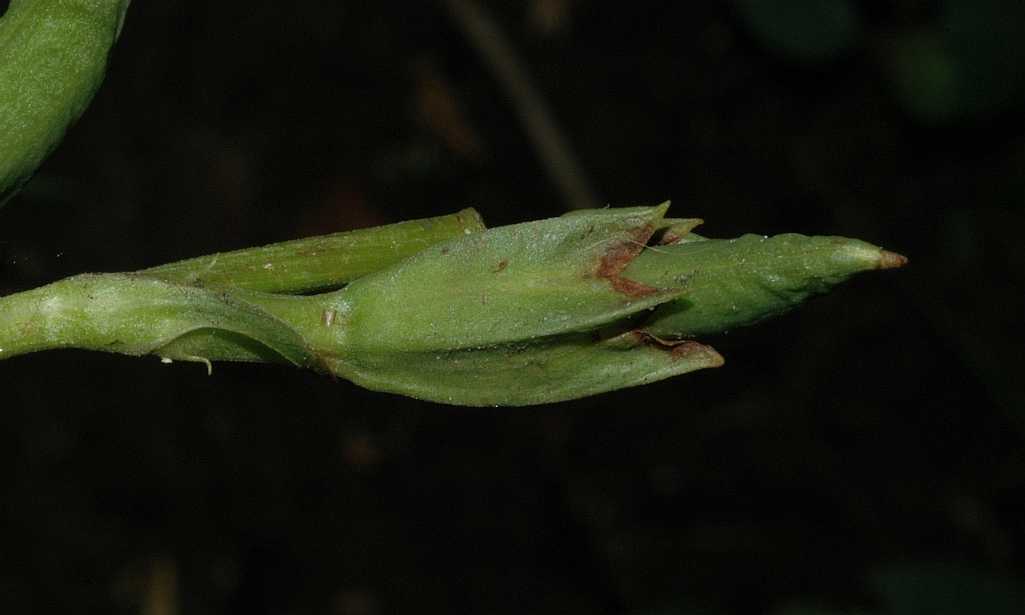 Bignoniaceae Incarvillea delavayi