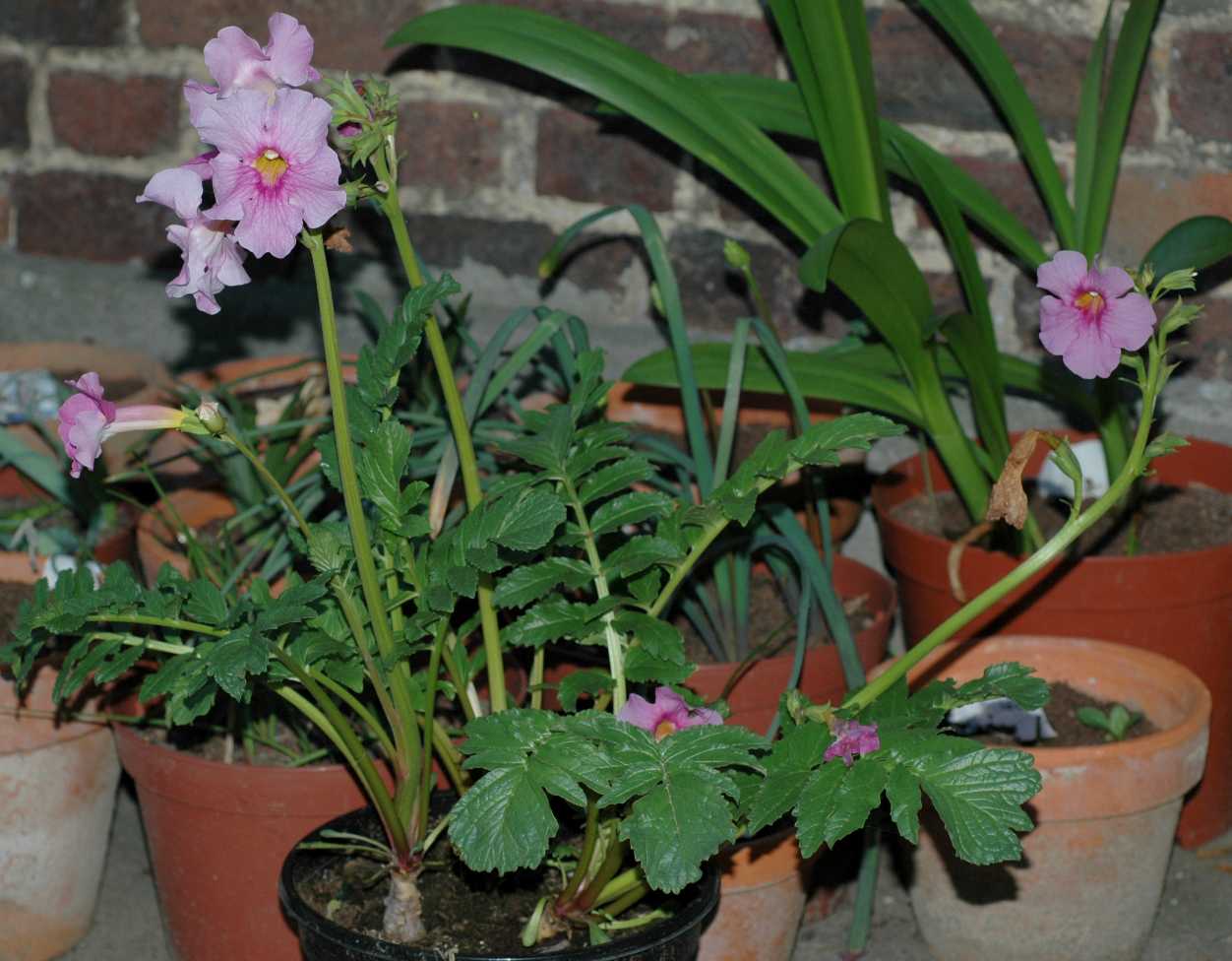 Bignoniaceae Incarvillea delavayi