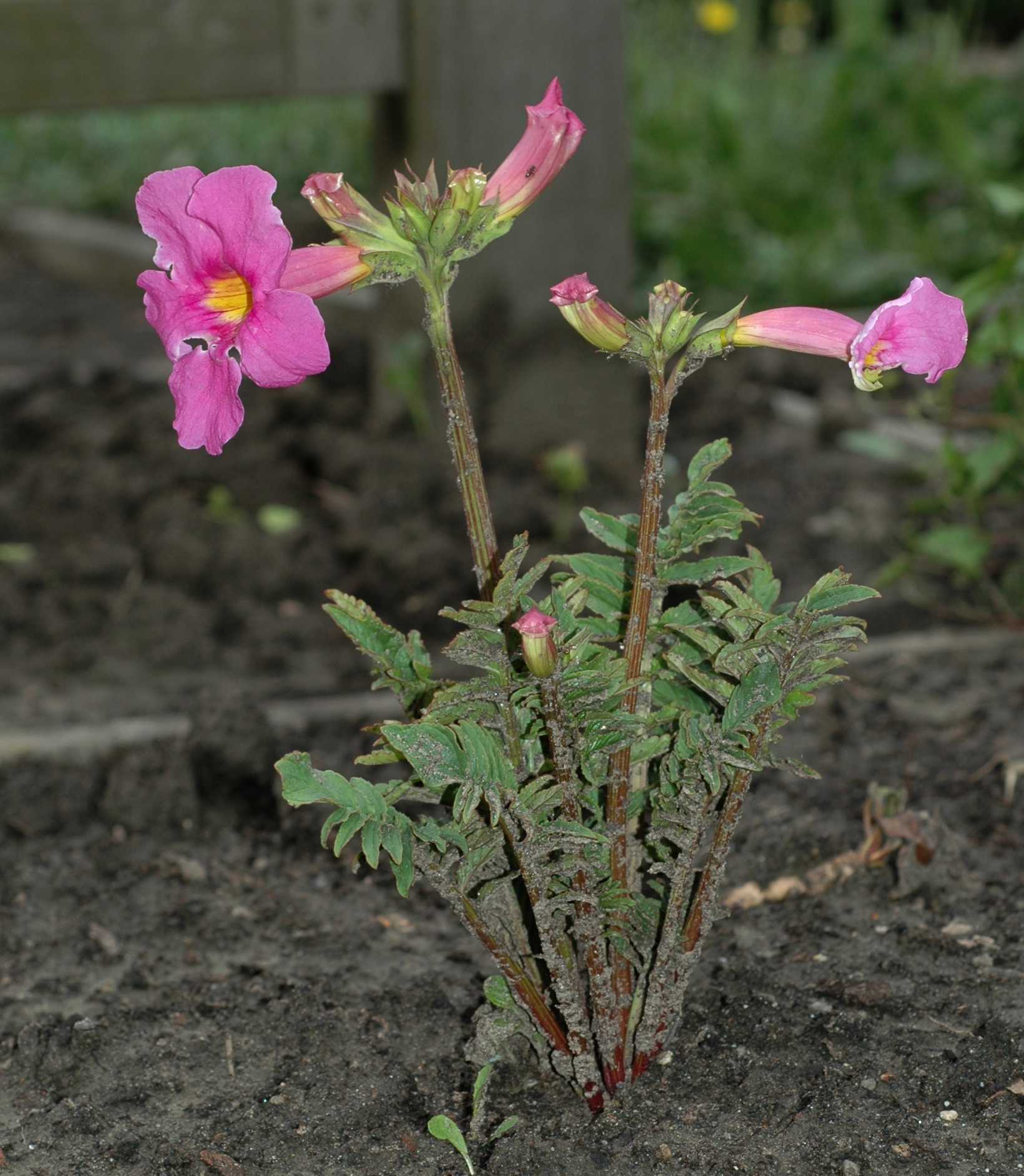 Bignoniaceae Incarvillea delavayi