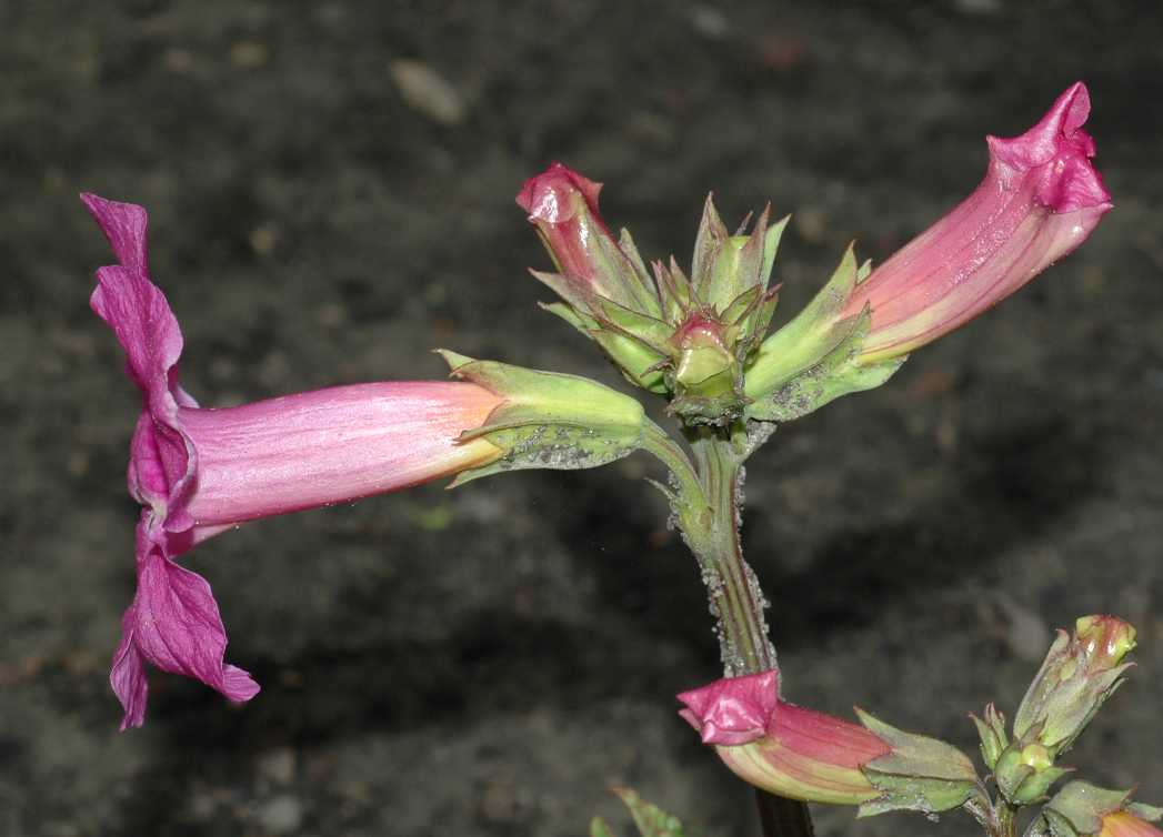 Bignoniaceae Incarvillea delavayi