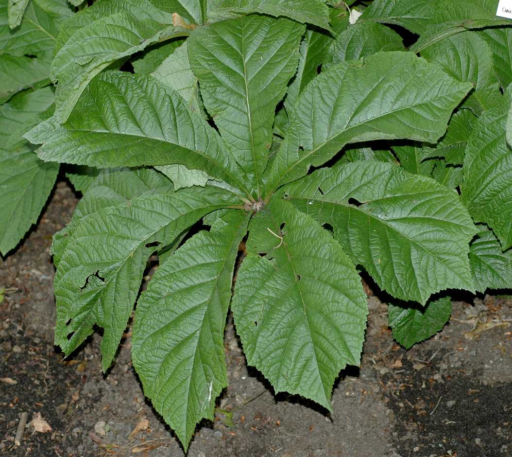 Saxifragaceae Rodgersia henrici
