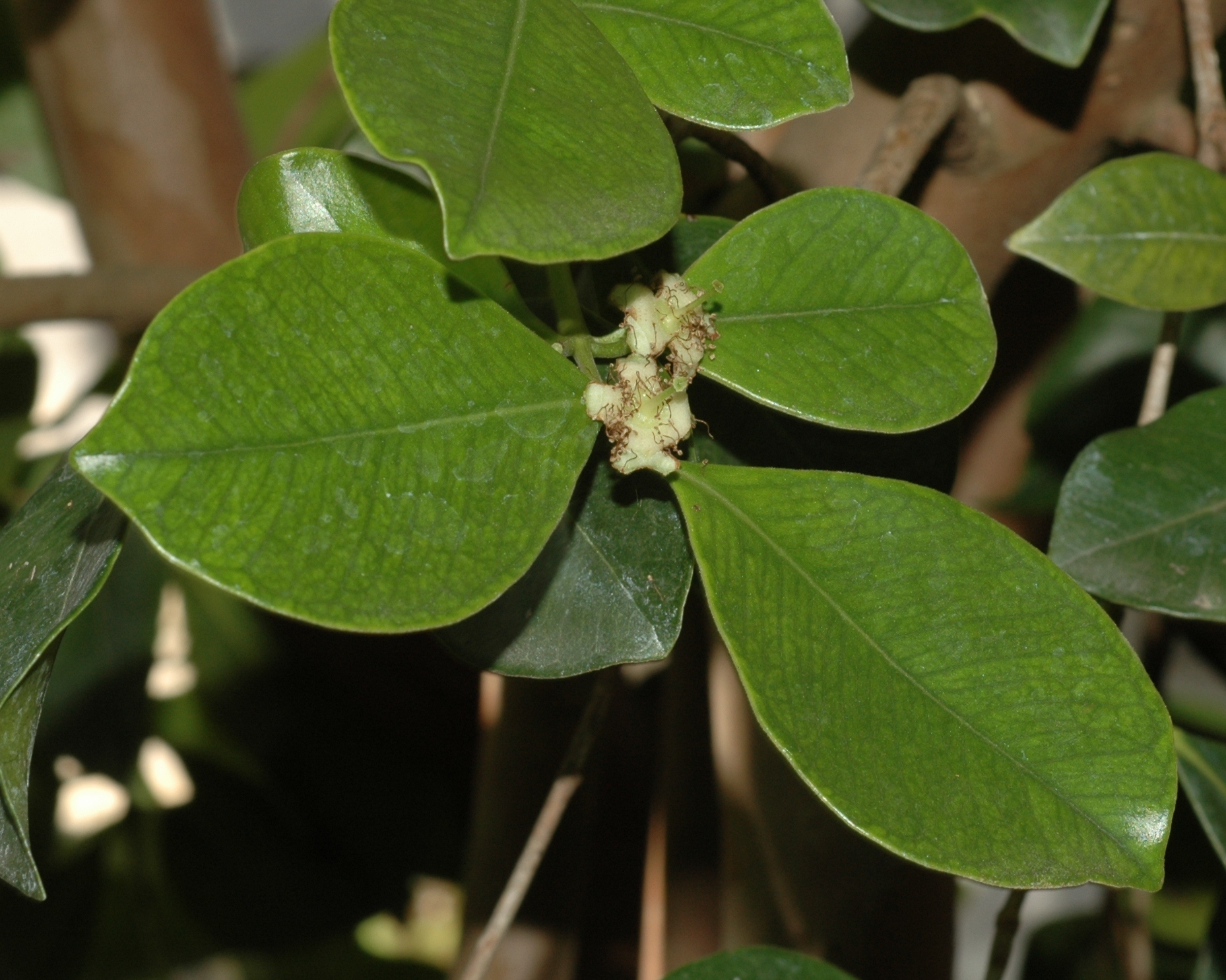 Myrtaceae Psidium catleianum