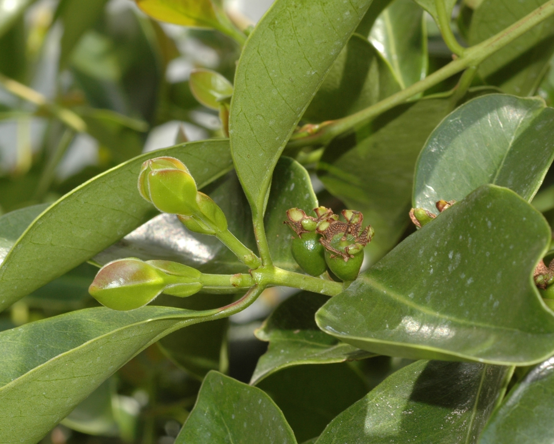 Myrtaceae Psidium catleianum