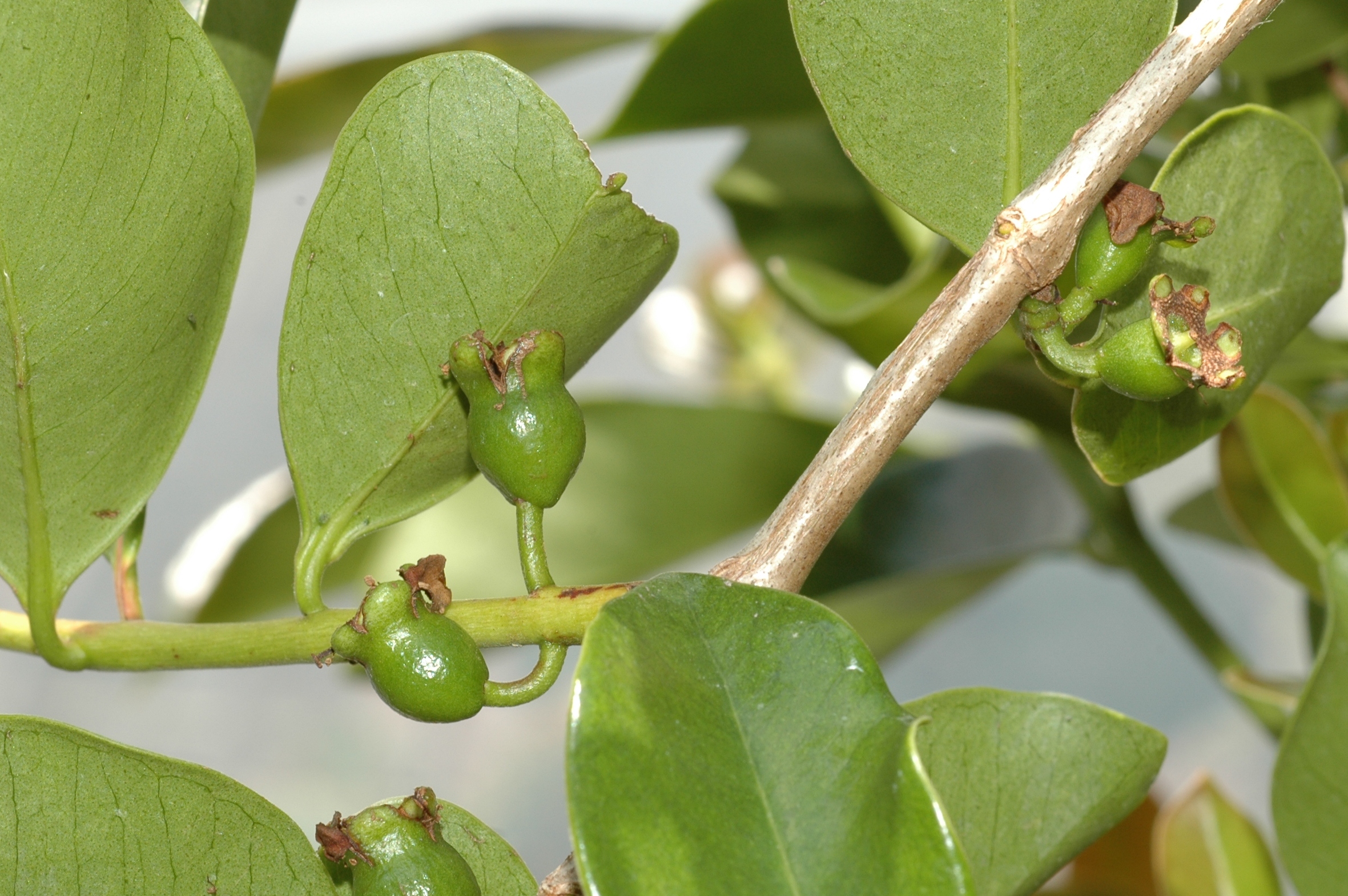 Myrtaceae Psidium catleianum