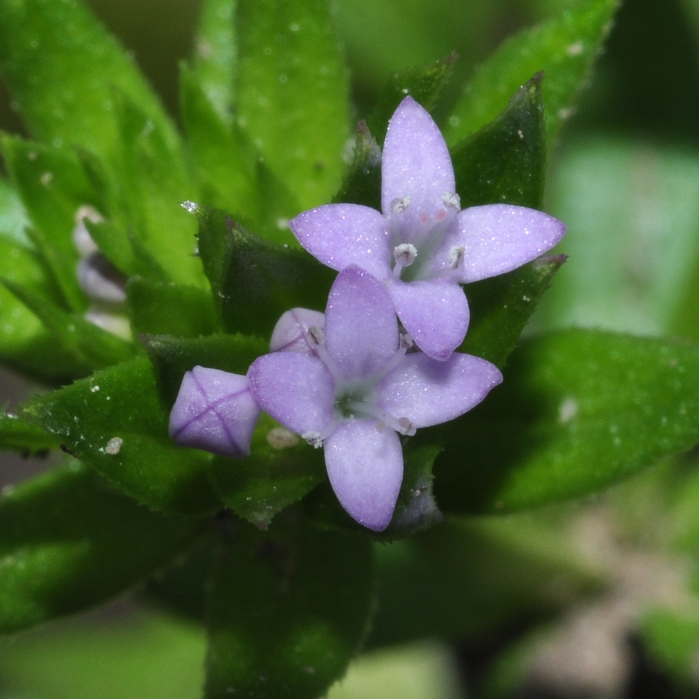 Rubiaceae Sherardia arvensis