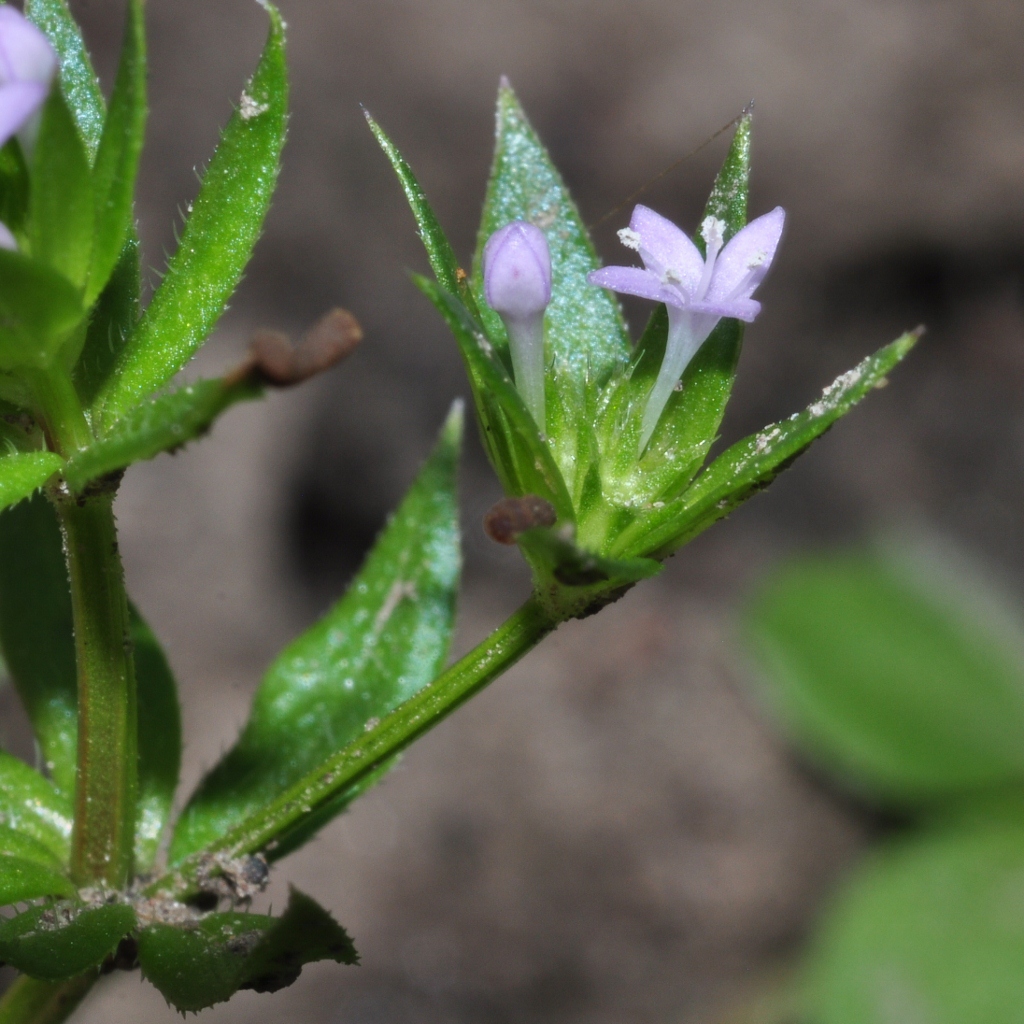 Rubiaceae Sherardia arvensis