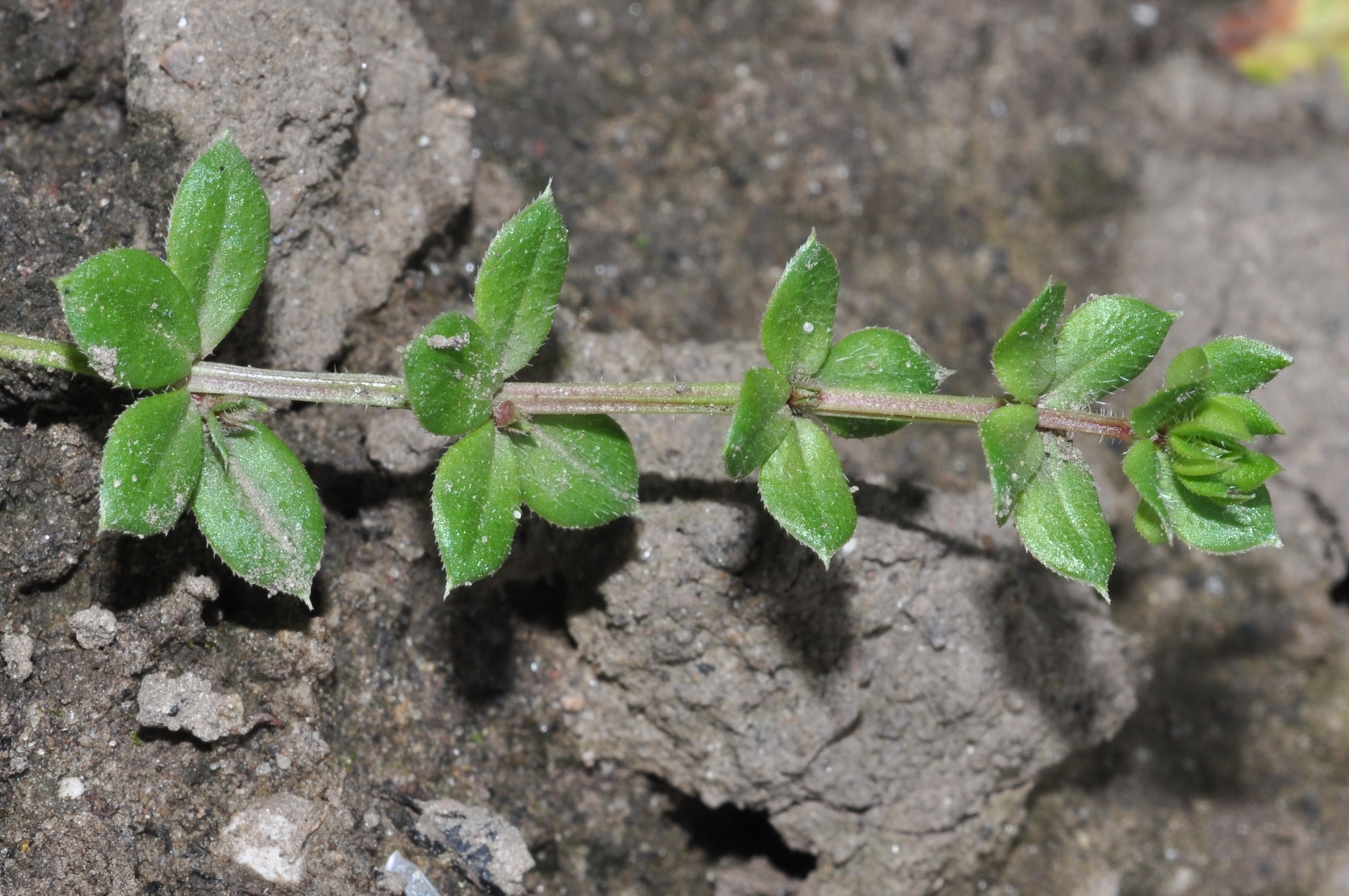 Rubiaceae Sherardia arvensis