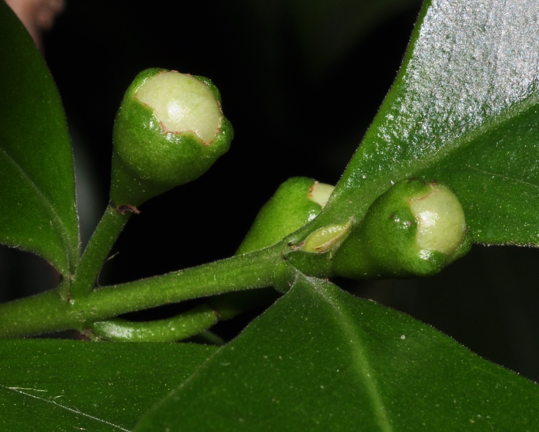 Myrtaceae Psidium catleianum