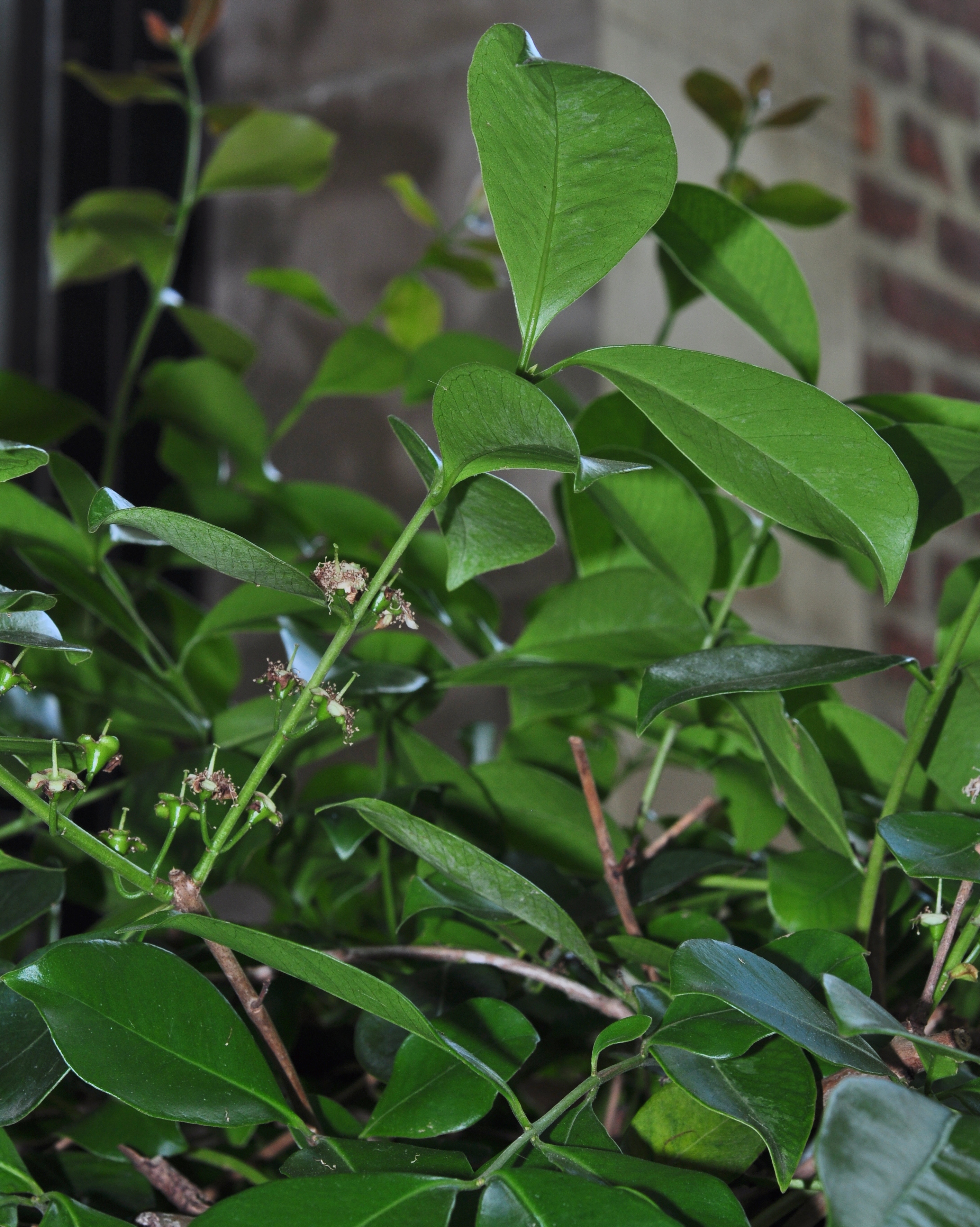 Myrtaceae Psidium catleianum