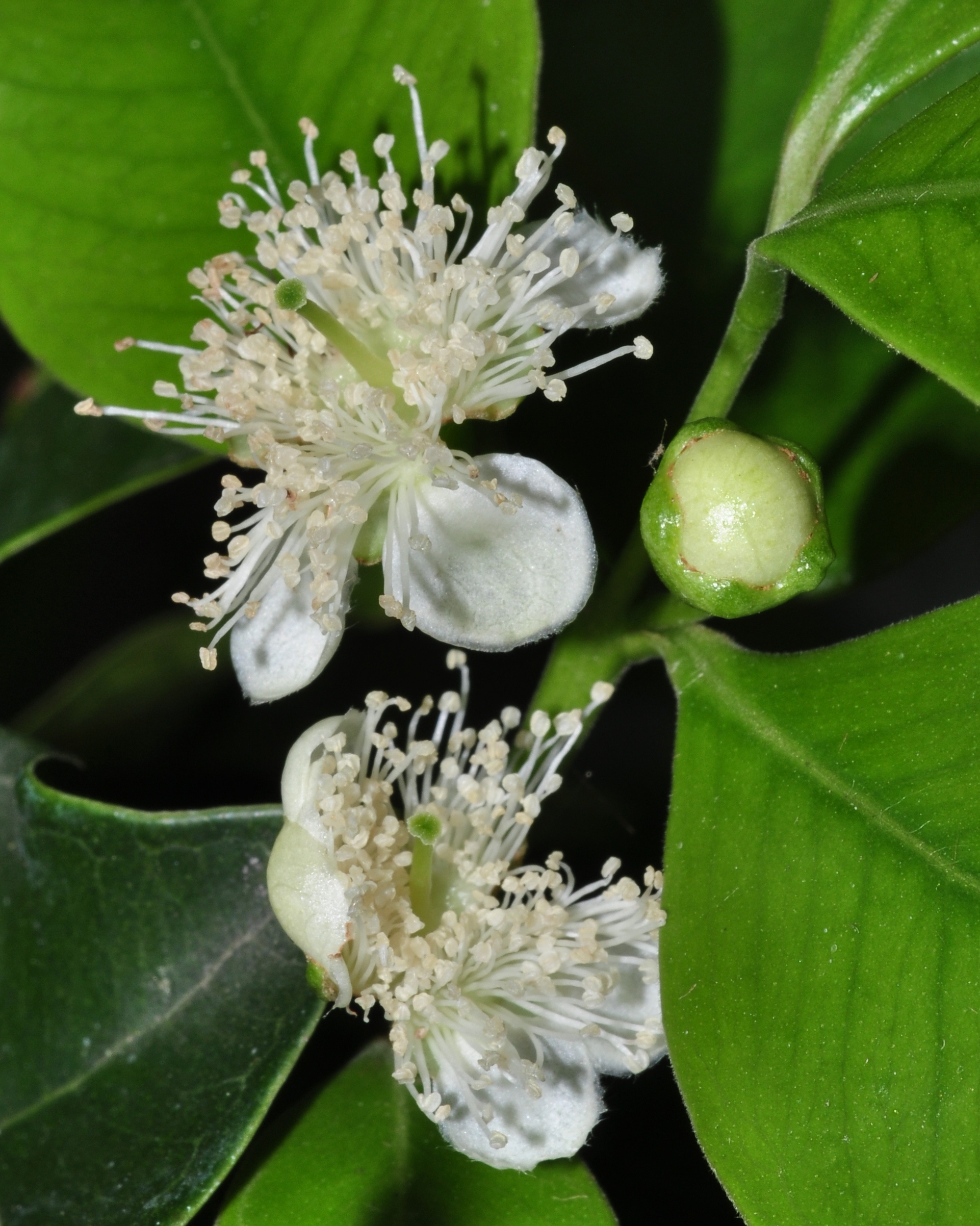 Myrtaceae Psidium catleianum