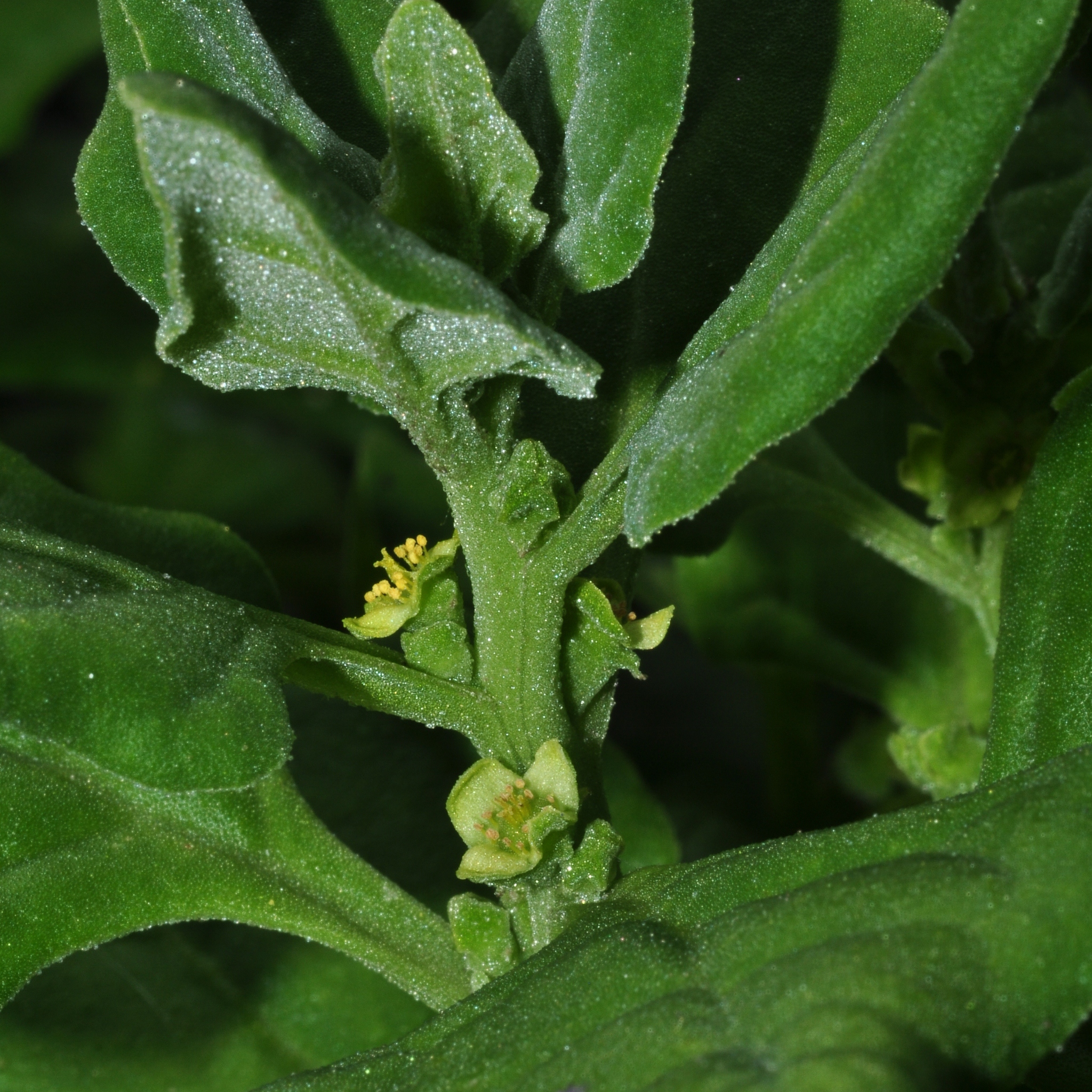 Aizoaceae Tetragonia Tetragonoides