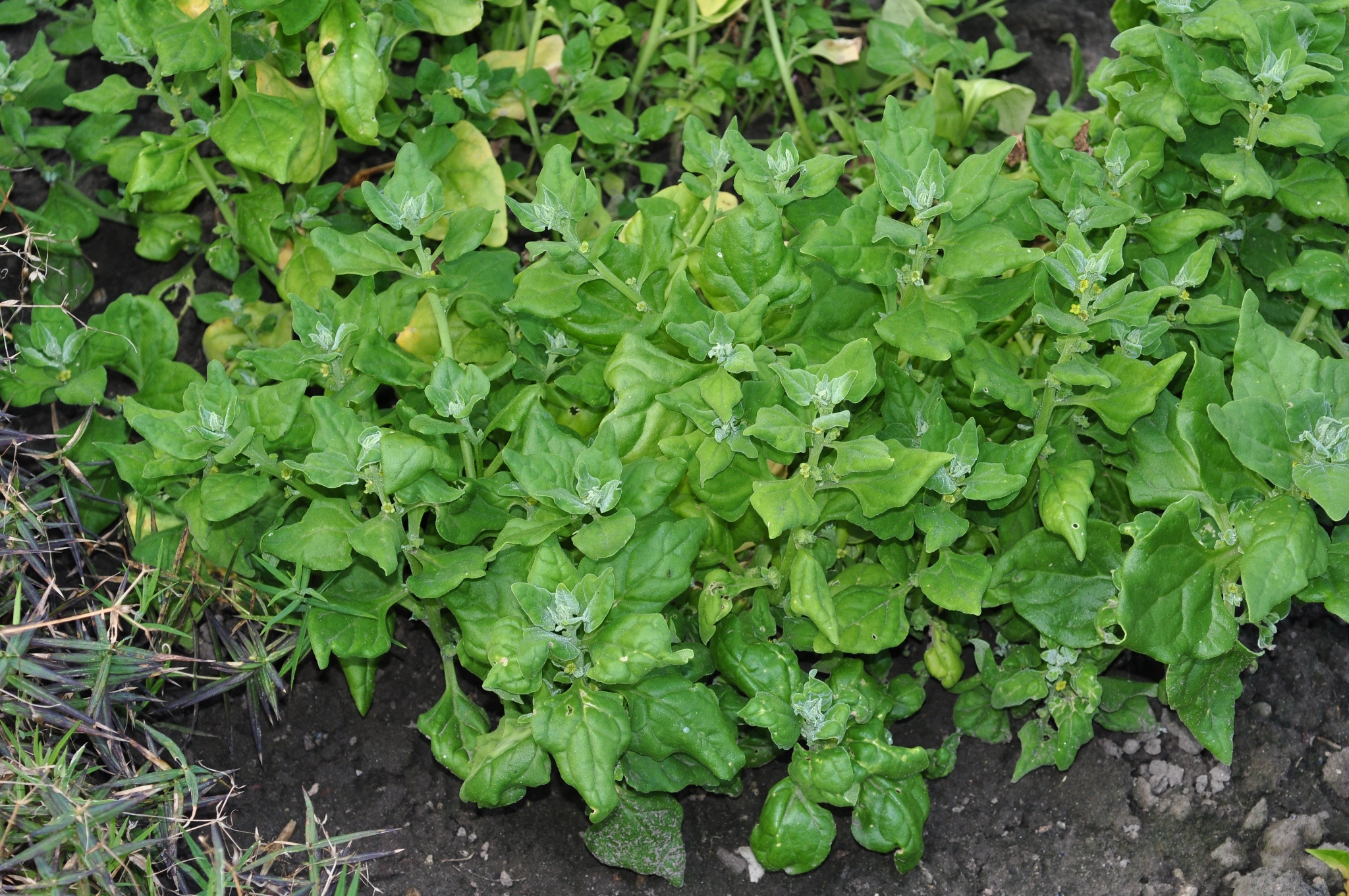 Aizoaceae Tetragonia Tetragonoides