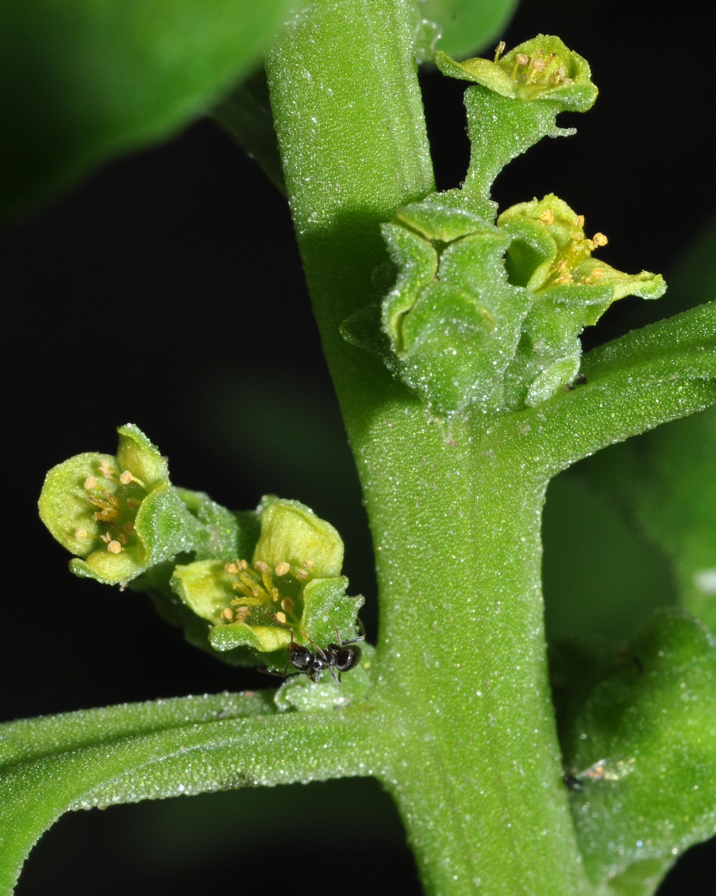 Aizoaceae Tetragonia Tetragonoides