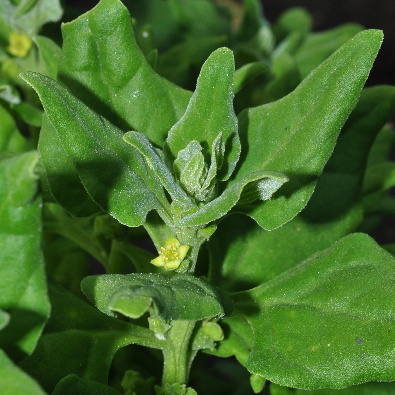 Aizoaceae Tetragonia Tetragonoides