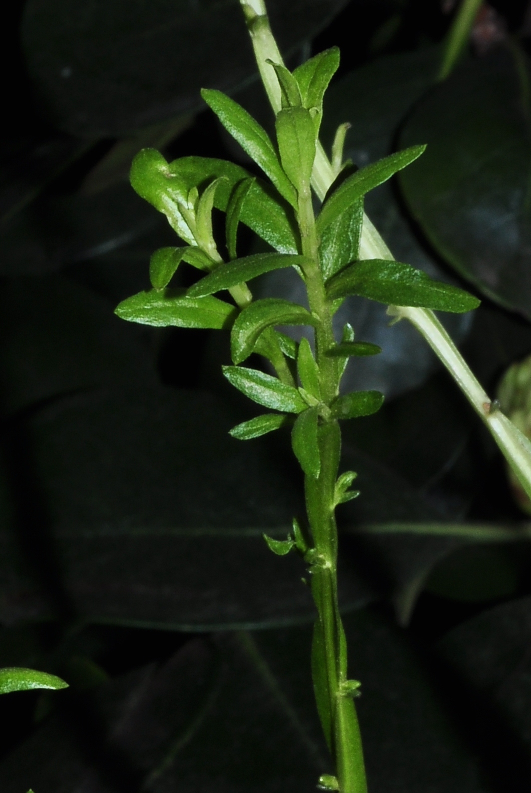 Asteraceae Baccharis genistelloides