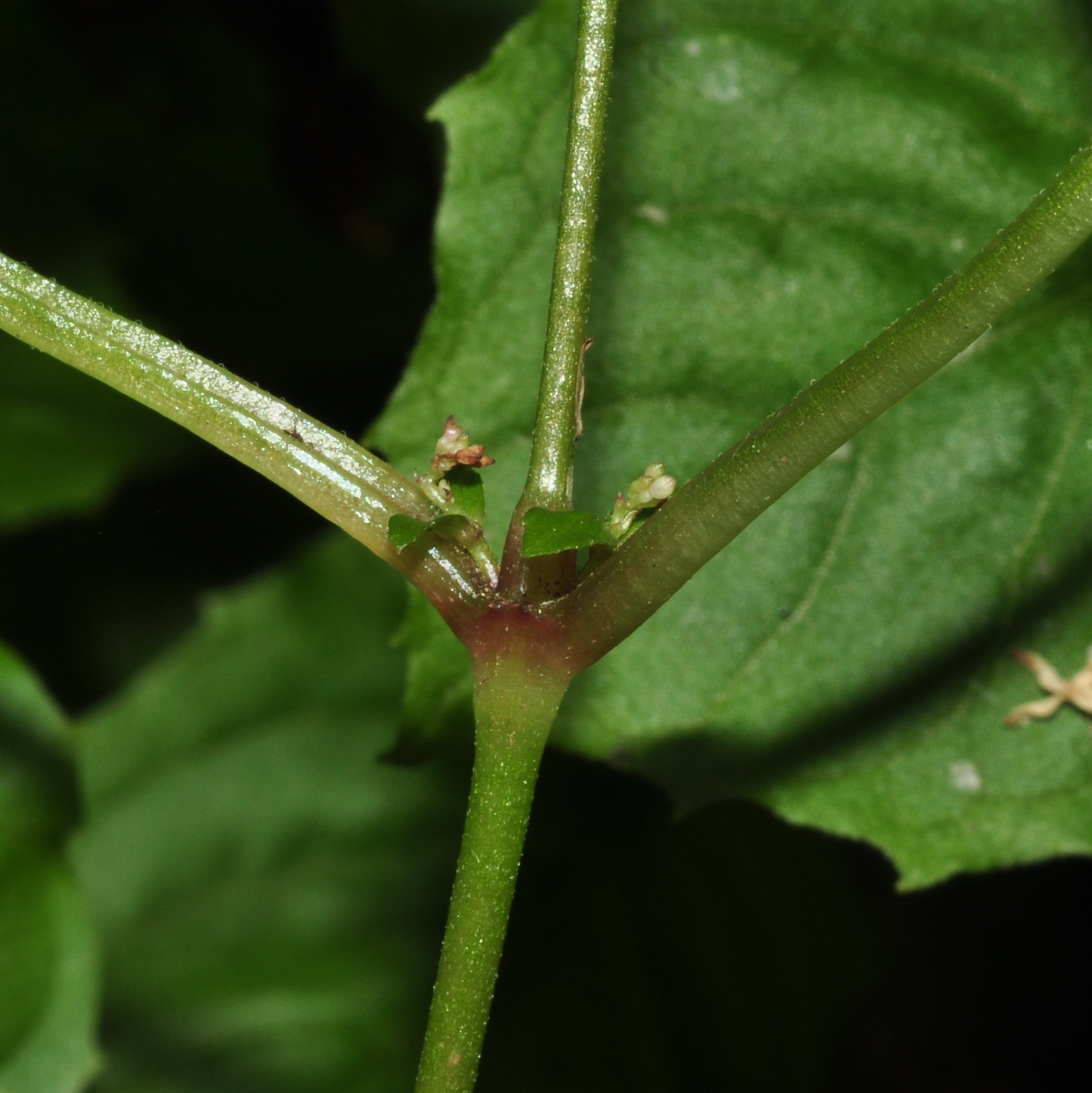 Onagraceae Circaea alpina