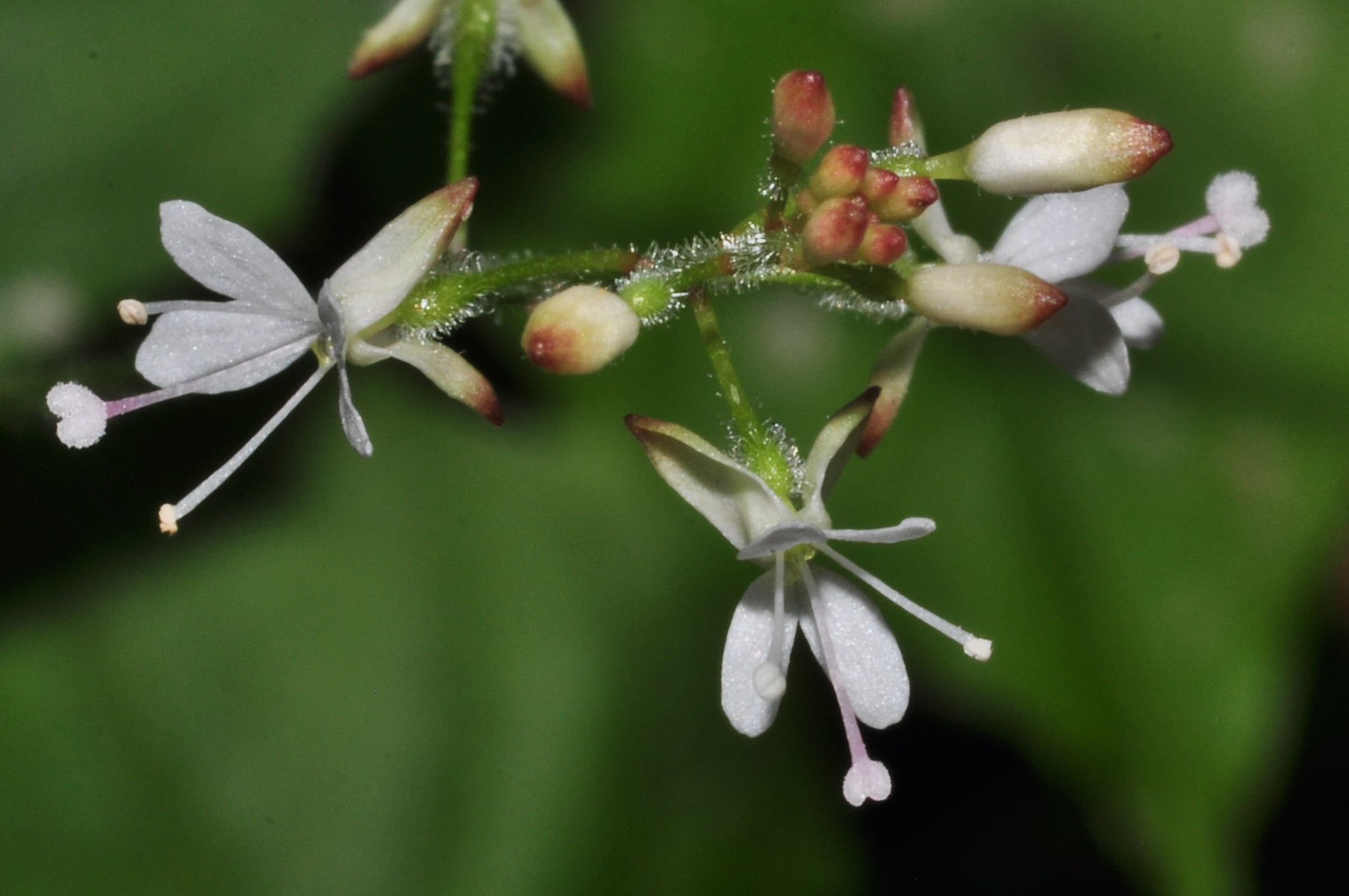 Onagraceae Circaea alpina