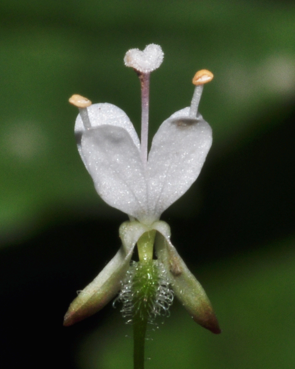 Onagraceae Circaea alpina